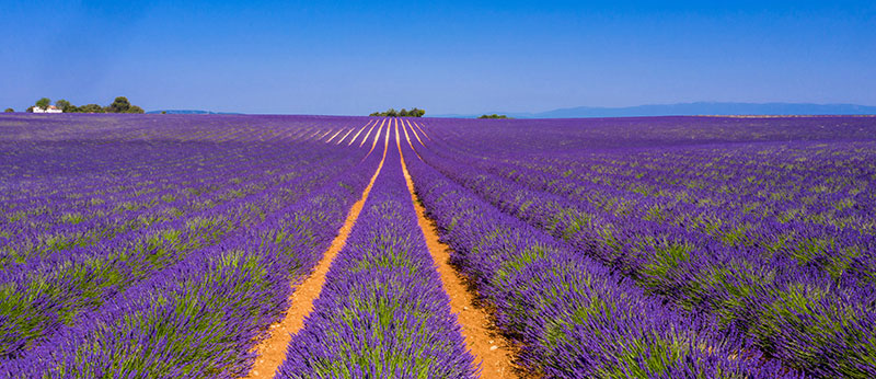 La lavande, plante de calme et de purification