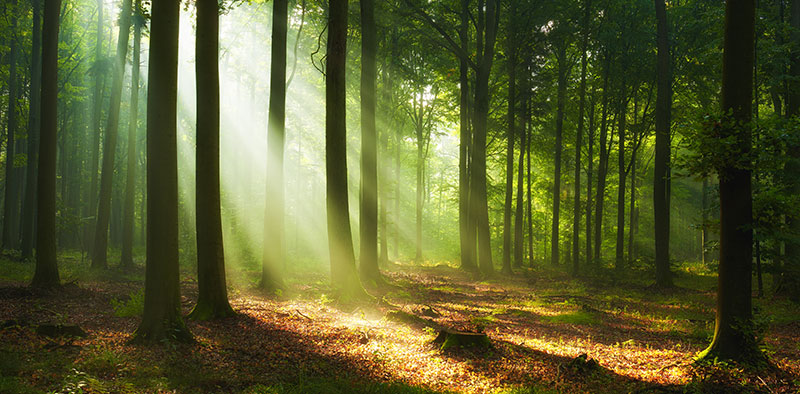 Rayons de lumière traversant une forêt paisible